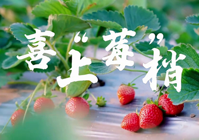 中國電信的信息技術(shù)正成為草莓種植戶拓展銷售、傳播口碑的新農(nóng)具_400.jpg